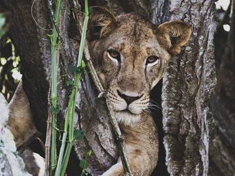 Löwin in einem Baum in Uganda