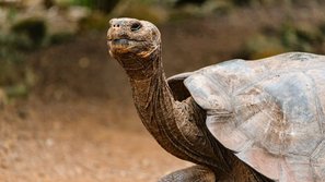 Galapagos Riesenschildkröte aus der Nähe