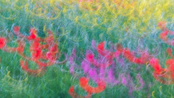 Anstrakte Fotografie mit bunten Blumen