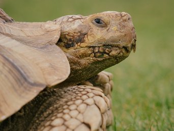 Riesenschildkröte auf einer Wiese