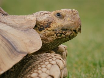 Riesenschildkröte auf einer Wiese