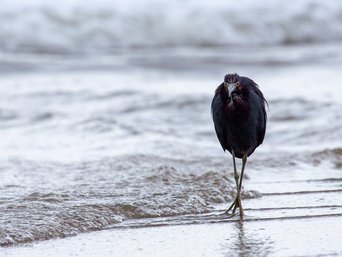 Ein Blaureiher sucht einen Strand nach Nahrung ab