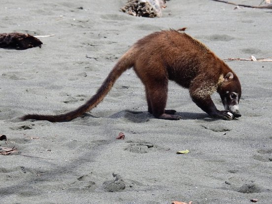 Nasenbär im Corcovado Nationalpark