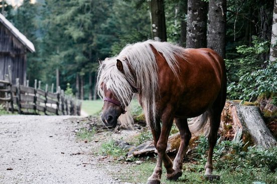 Pferd auf einem Bauernhof in Slowenien - Robanov Kot