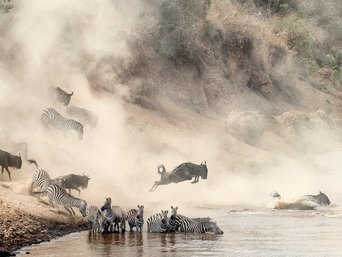Gnus und Zebras schwimmen durch einen Fluss während der Masai Mara