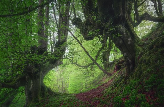 Blick in einen saftgrünen verwunschenen Wald mit moosbewachsenem Boden