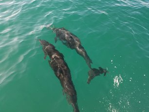 Zwei Delfine im Meer vor Costa Rica
