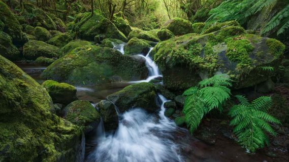 Langzeitbelichtung eines kleinen Baches in moosigem Wald zwischen Farn