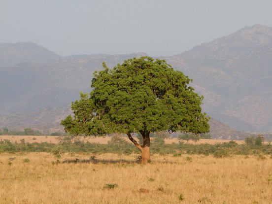 Ein dunkelgrüner Ficusbaum steht auf einer Grassavanne im Kidepo Nationalpark