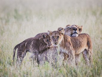 Löwenbabys haben sich versammelt