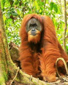 Wilder Orang-Utan im Dschungel