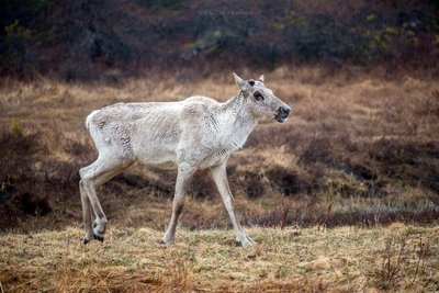 Rentier in der Wildnis Kanadas