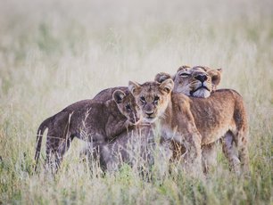 Savuti Löwen