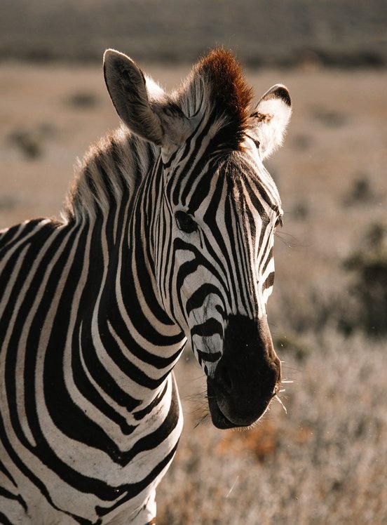 Zebra im Licht der Abendsonne