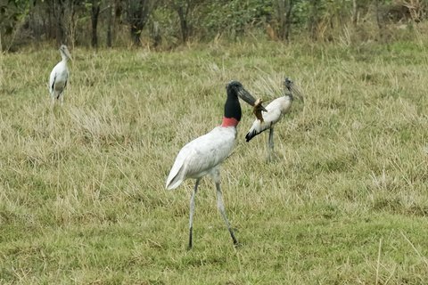 Jabiru (Jabiru mycteria) | Jabiru (Jabiru mycteria) | Garz?n soldado (Jabiru mycteria)