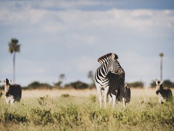 zebra im Makgadigadi-Pans-Nationalpark