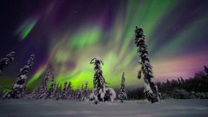 Polarlichter in einem verschneiten Wald in Finnland