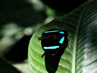 Schmetterling mit blau schwarzen Flügeln auf einem Blatt