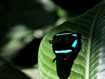 Schmetterling mit blau schwarzen Flügeln auf einem Blatt