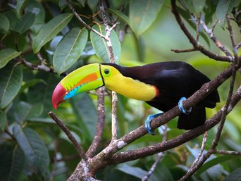 Schwarz-gelber Vogel mit buntem Schnabel auf einem Ast