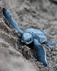 Babyschildkröte auf dem Weg ins Meer