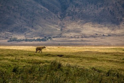 Eine Hyäne im Ngorongoro Krater.