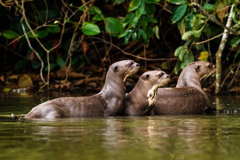 A group of Amazon Giant Otters