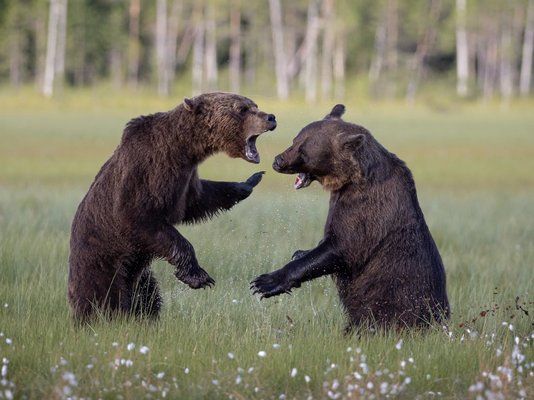 Erlebnisreisen Tierbeobachtung