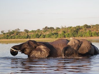 Zwei Elefanten die im Fluss schimmen.
