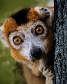 Scheuer Lemur schaut hinter einem Stamm hervor