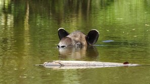 Schwimmender Tapir im Corocovado Nationalpark