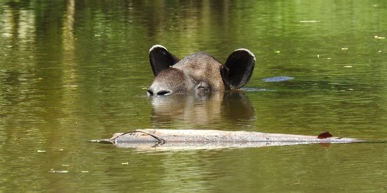 Schwimmender Tapir im Corocovado Nationalpark