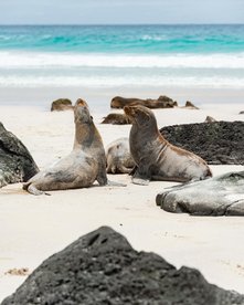 Seelöwen am Strand vor türkisblauem Meerwasser