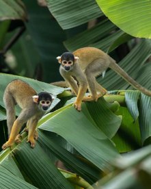 Zwei Squirrel Monkeys spielen im Grünen