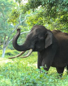 Ein wild lebender Elefant hebt seinen Rüssel